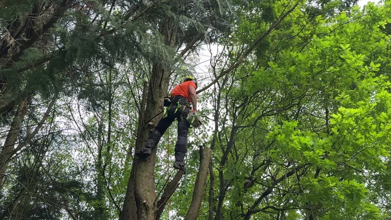 Best Tree Cabling and Bracing  in Cobb Island, MD